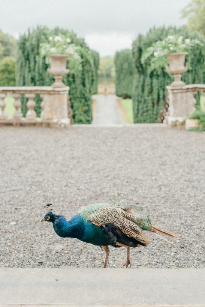 Peacock at Gloster House